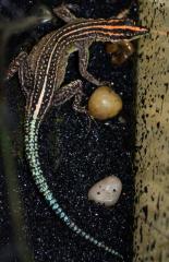 Rhodesian Flat Rock Lizards