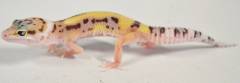 Small Jungle Eclipse Leopard Geckos