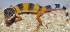 Baby Bandit Leopard Geckos