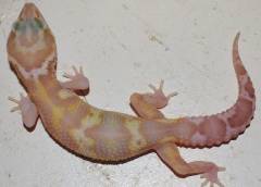 Baby Snow RAPTOR Leopard Geckos