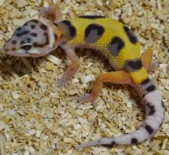 Baby Electric Bandit Leopard Geckos