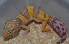 Medium Tremper Albino Leopard Geckos w/regrown tails