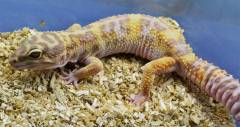 Adult Bold Stripe Tremper Albino Leopard Geckos
