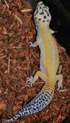 Adult Reverse Stripe Tangerine Leopard Geckos