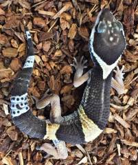 East Indian Leopard Geckos