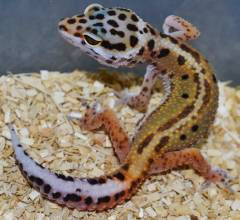 Small Red Stripe Emerine Leopard Geckos