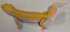 Adult Reverse Stripe Tremper RAPTOR Leopard Geckos