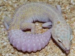 Adult Giant RAPTOR Leopard Geckos