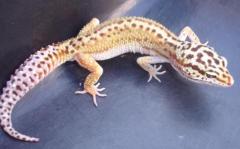Small Red Stripe Leopard Geckos