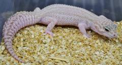 Sub Adult Tremper Super Snow Leopard Gecko Het Eclipse