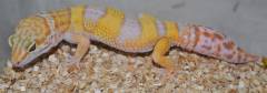 Small Tremper Albino Leopard Geckos w/regrown tails