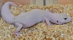 Adult Eclipse Blazing Blizzard Leopard Geckos