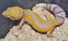 Small Tremper Albino Striped Leopard Geckos