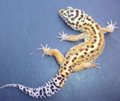 Medium Striped High Yellow Leopard Geckos