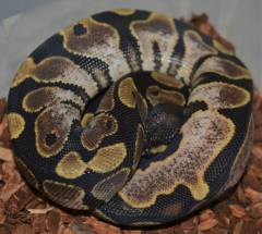 Baby Enchi Calico Ball Pythons