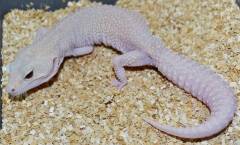 Adult Giant Mack Snow RAPTOR Leopard Geckos