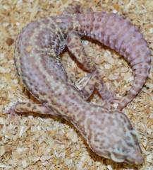 Adult Bell Albino Striped Mack Snow Leopard Geckos