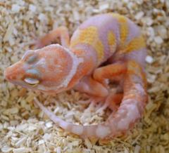 Small Tremper Albino Leopard Geckos