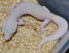 Adult Mack Snow RAPTOR Leopard Geckos