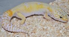 Adult Tremper Marble Eye Albino Leopard Geckos 