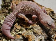 Adult Female Blizzard Leopard Geckos w/regrown tails