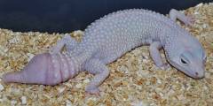 Adult Female Blazing Blizzard Leopard Geckos w/regrown tails