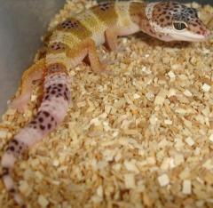 Small High Yellow Leopard Geckos