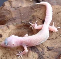 Small Blazing Blizzard Leopard Geckos