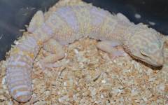 Sub Adult Tremper Albino Leopard Geckos w/regrowing tails