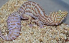 Adult Albino Snow Leopard Geckos