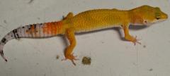Small Super Hypo Tangerine Leopard Geckos