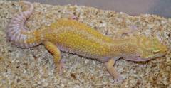 Adult Reverse Stripe Rainwater Albino Leopard Geckos