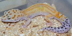 Adult Hypo Jungle Tangerine Leopard Geckos