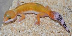 Medium Super Hypo Tangerine Leopard Geckos