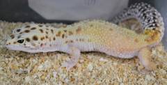 Adult Eclipse Enigma Leopard Geckos