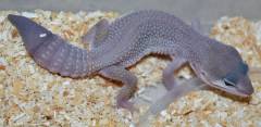 Adult Male Blizzard Leopard Geckos w/regrown tails