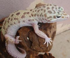 Adult Female Snow Eclipse Leopard Geckos