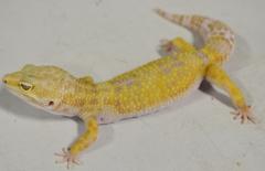 Adult Female Tremper Tangerine Jungle Albino Leopard Geckos