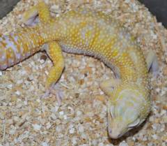 Adult Female Rainwater Albino Leopard Geckos