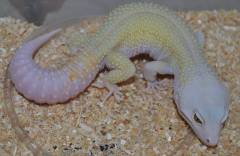 Adult Rainwater Albino Patternless Leopard Geckos w/regrown tails