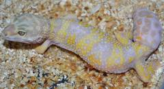 Adult Female Jungle Albino Tangerine Leopard Geckos 
