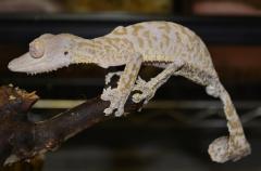 Adult Henkels Leaf Tailed Geckos