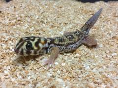 Russian Frog Eyed Geckos w/nips