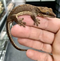 Slender Prehensile Tailed Geckos (sarasinorum)