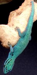 Electric Blue Geckos