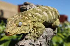 Adult Female Leachianus Geckos