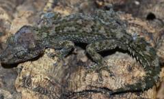 Madagascar Spiny Tailed Geckos (bastardi)