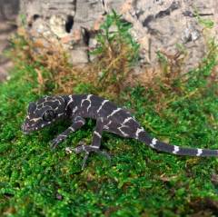 Malaysian Forest Geckos