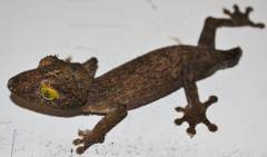 Mossy Leaf Tailed Geckos w/stub tails