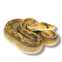 Baby Champagne Ball Pythons